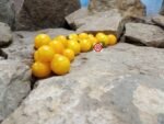OG Sunrise 3 Tomato