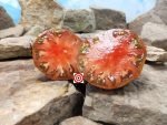 Polaris Tomato