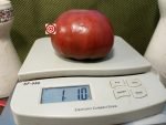 Polaris Tomato Bi Color Tomato.