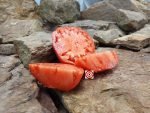 Polish C Tomato Red Tomato