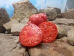 Polish Ellis Tomato