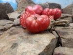 Polish Ellis Tomato Red Tomato.