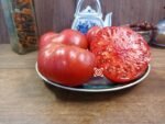 Polish Ellis Tomato Seeds.