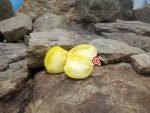 Power's Heirloom Tomato Yellow Tomato