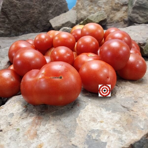 Randy's Cherry Bomb Tomato