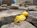 Sunny's Pear Dwarf Tomato