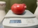 Whittemore Heirloom Tomato Giant Tomatoes