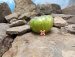 Wild Thyme GWR Tomato
