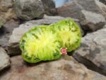 Wild Thyme GWR Tomato Green Tomatoes