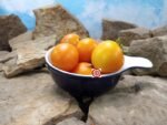 Zlatava Tomato Heirloom Tomatoes
