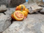 Zlatava Tomato Orange Tomatoes