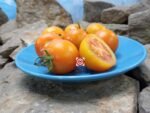 Zlatava Tomato Seeds
