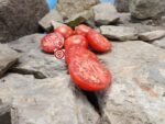 1200-21-DHF Tomato Red Tomato Seeds