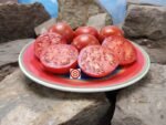 1200-21-DHF Tomato Seeds