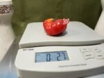 African Togo Tomato