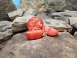 Alaskan Fancy Tomato Red Tomato Seeds