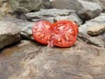 Alaskan Fancy Tomato Seeds