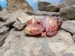 Almandine Dwarf Tomato Seeds
