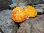 Amana Orange Arnica Tomato Beefsteak Tomatoes