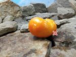 Amana Orange Arnica Tomato Seeds