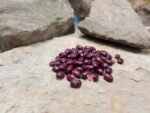 Amethyst Bean