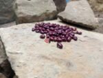 Amethyst Bean - Image 4