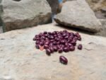 Amethyst Bean - Image 5