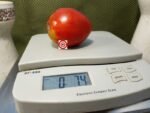 Amos Coli Tomato