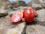 Amos Coli Tomato Brad Gates Tomatoes