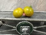 Amy's Ohio Dwarf Tomato