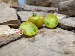 Amy's Ohio Dwarf Tomato Seeds
