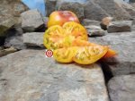Awesome Dwarf Tomato