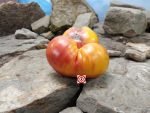 Awesome Dwarf Tomato Seeds