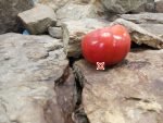 Berner Rosen Tomato Seeds