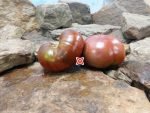 Black Tom Tomato Heirloom Tomato