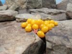 Blondkopfchen Tomato - Image 2