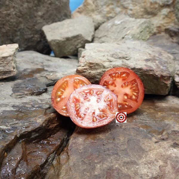 Blue Angel Tomato Salad Tomatoes