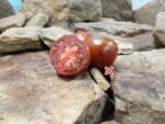 Bordo Tomato Heirloom Tomatoes