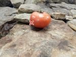Buckeye State Tomato Seeds