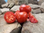 Dwarf Buddy's Heart Tomato