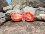 Bull's Head Folly Tomato