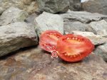 Bull's Headed Folly Tomato Seeds