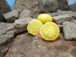 CC Mcgee Dwarf Tomato Seeds