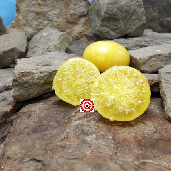 CC Mcgee Dwarf Tomato Seeds