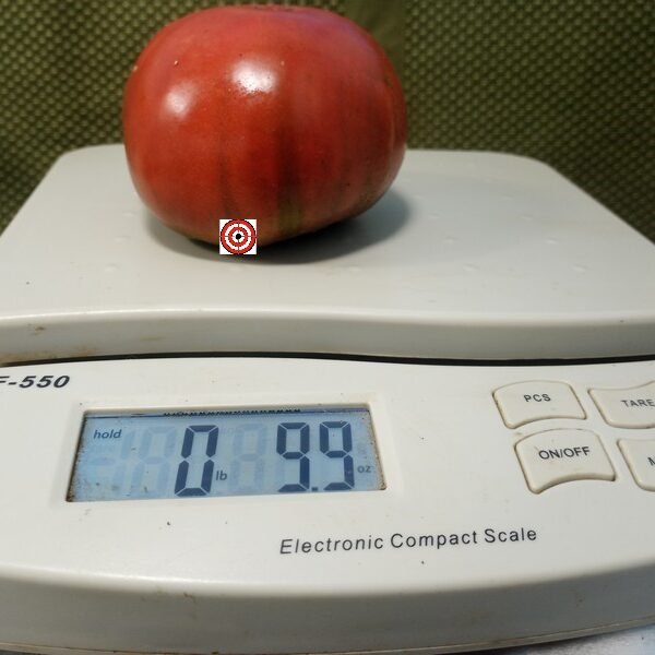 Carbon Tomato
