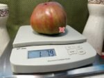 Chernose Seroste Tomato