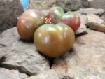 Chernose Seroste Tomato Black Tomatoes