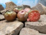 Chernose Seroste Tomato Seeds