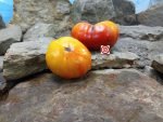 Cherokee Bicolor Tomato Seeds