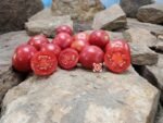 Cherokee Tiger Red Dwarf Tomato